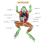 Verve Pipe - The Verve Pipe [USED CD]