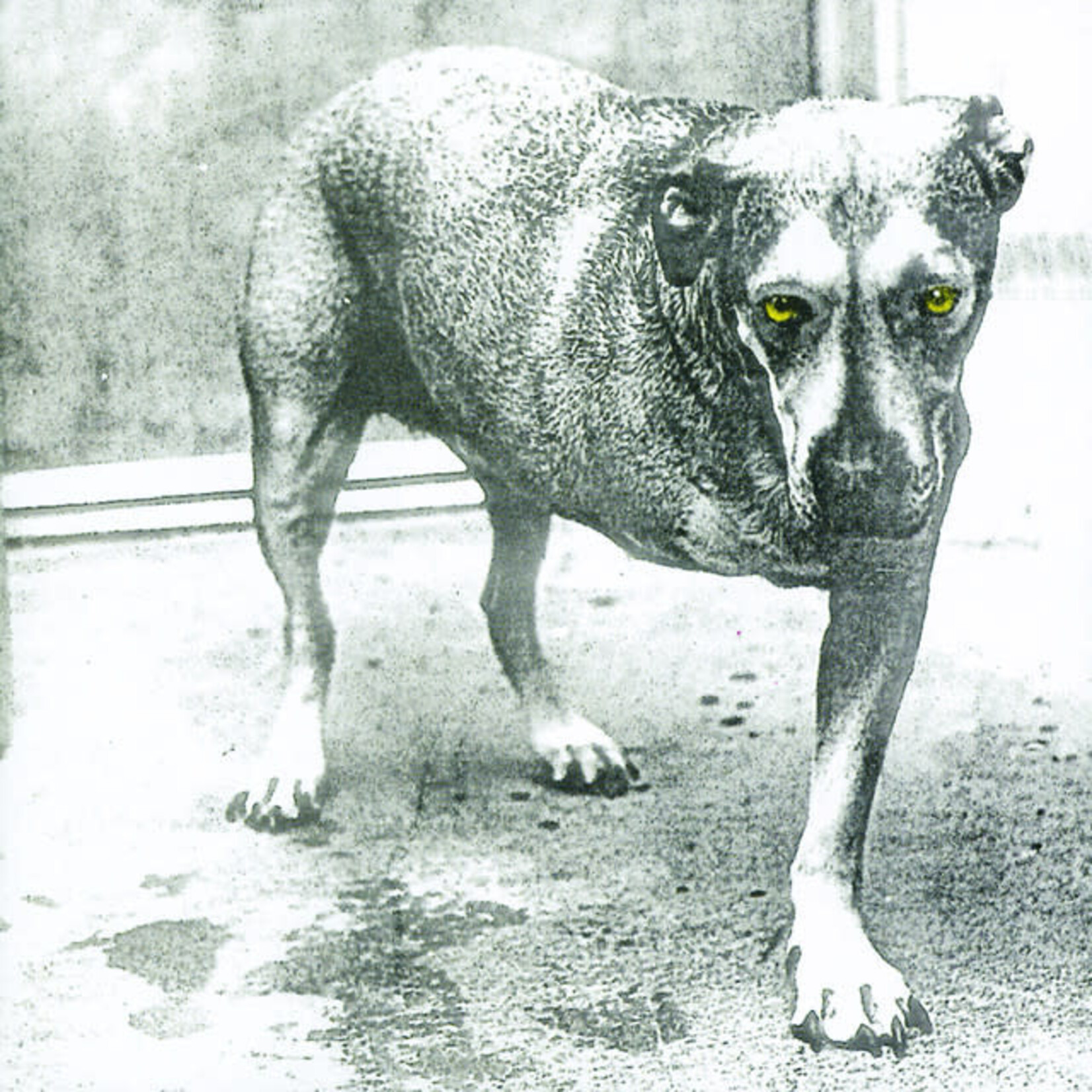Alice In Chains - Alice In Chains [USED CD]