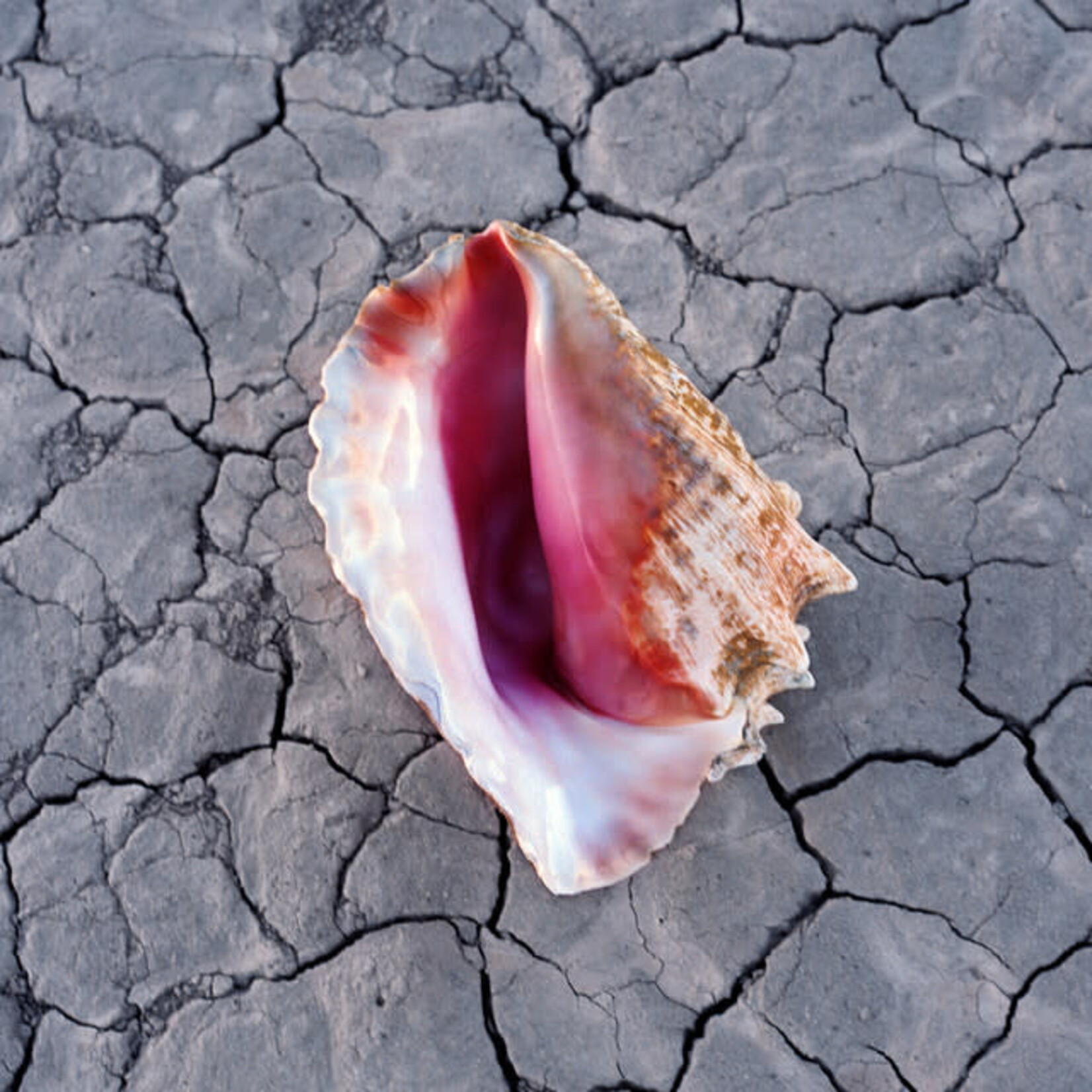 Killers - Wonderful Wonderful [USED CD]