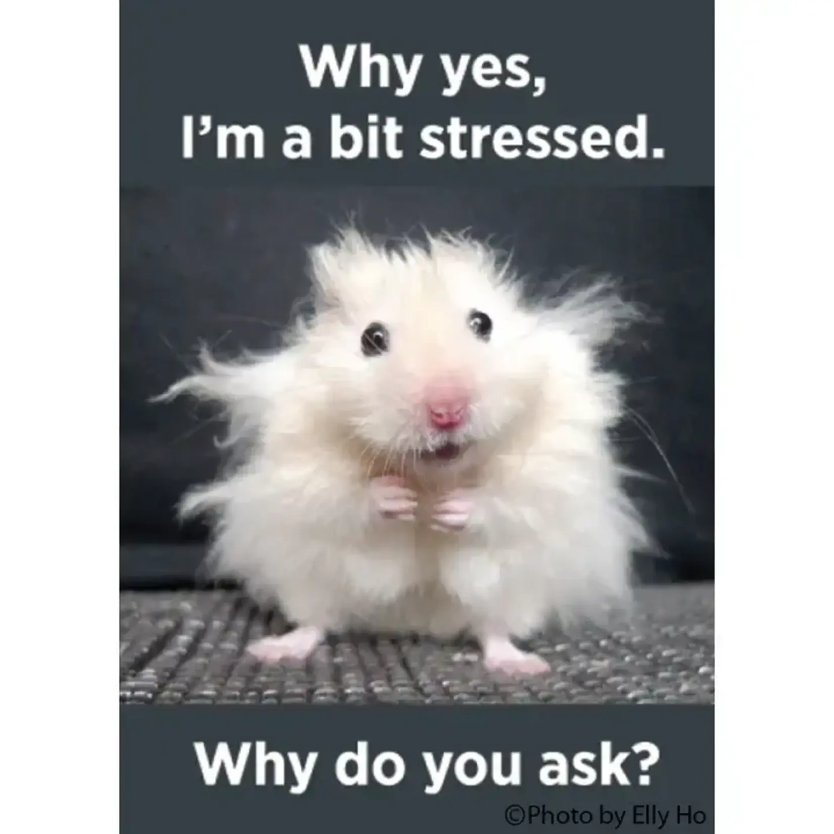 Magnet - Why Yes, I'm A Bit Stressed. Why Do You Ask?