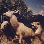 Interpol - Our Love To Admire [USED CD]