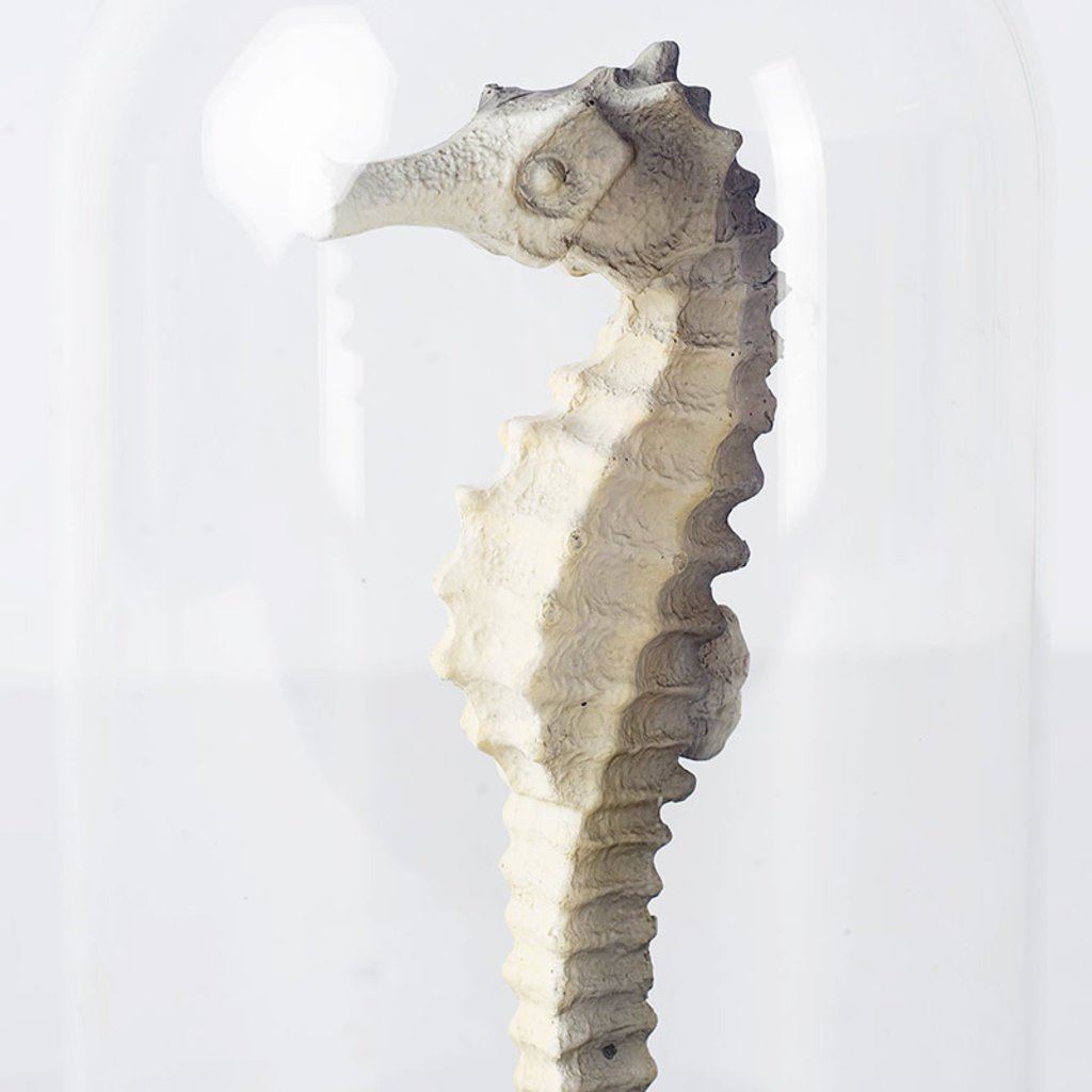 SEAHORSE ON DISPLAY