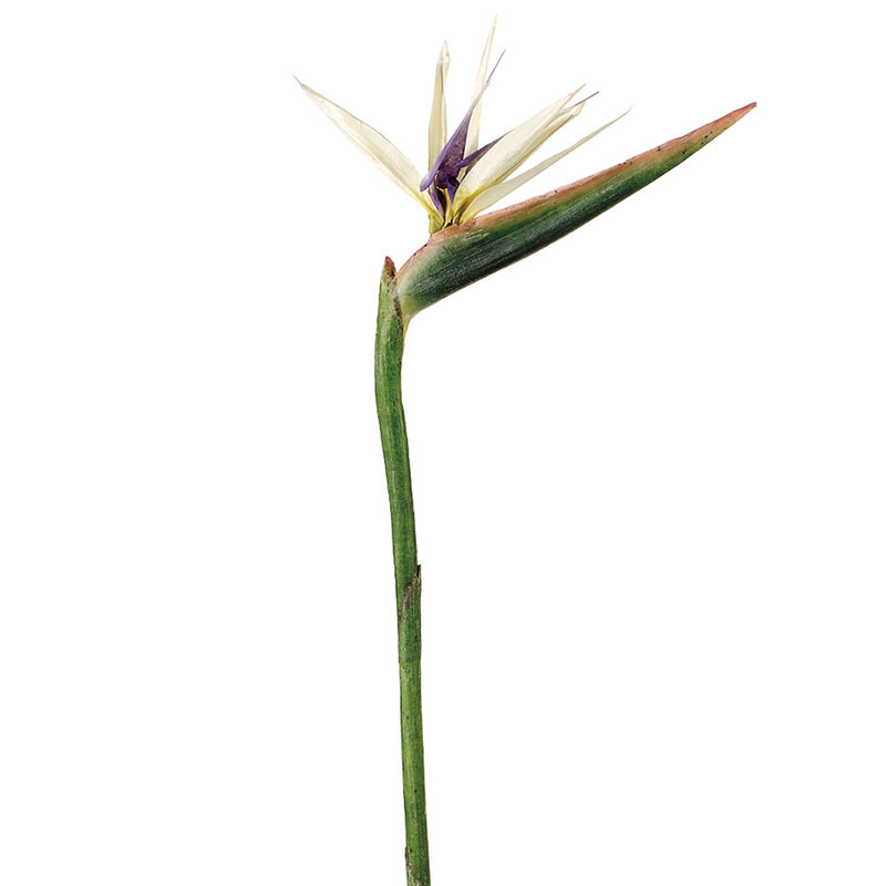 BIRD OF PARADISE FLOWER WHITE PURPLE 37"