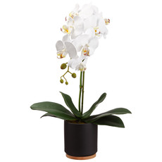 ORCHID PLANT 20"