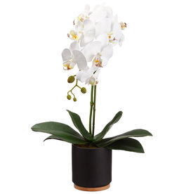 ORCHID PLANT 20"