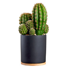 BARREL CACTUS IN BLACK POT 15"