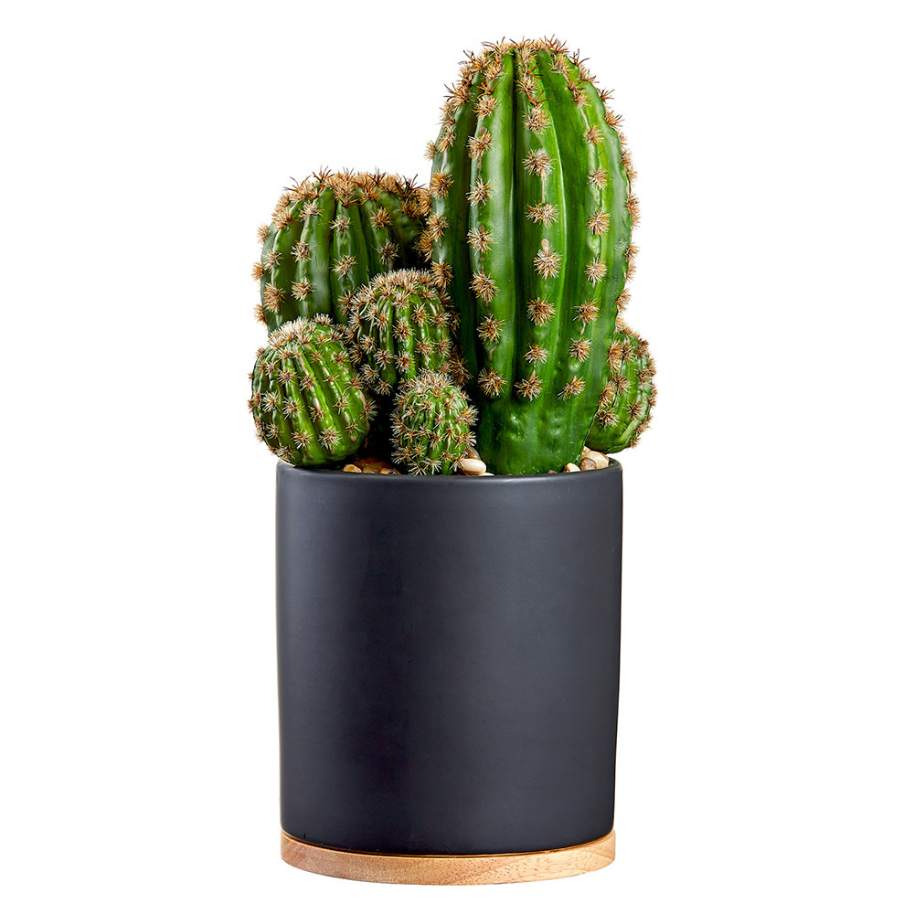 BARREL CACTUS IN BLACK POT 15" - Portside Interiors