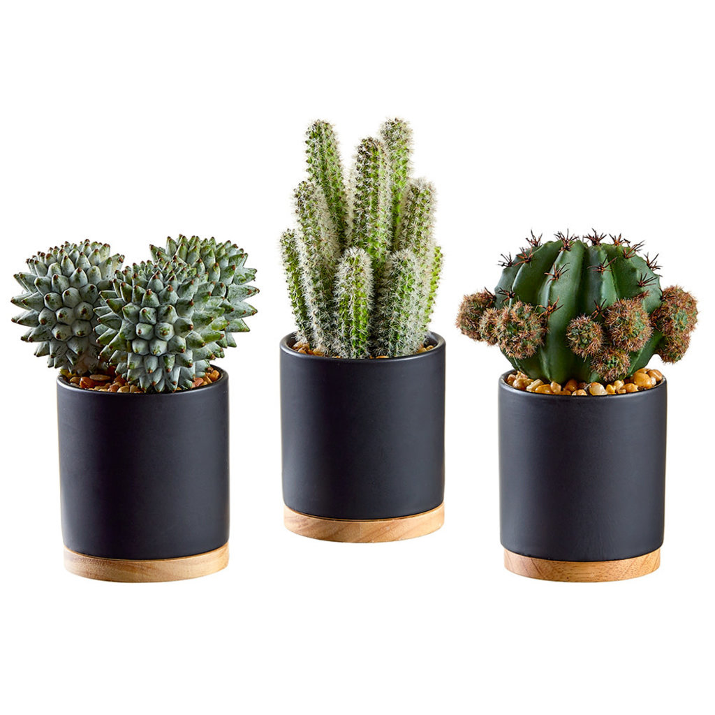 CACTUS COLLECTION IN BLACK POTS  5.5" - 7.5" SET-3