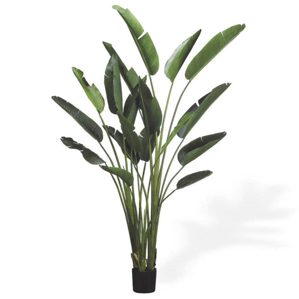 BIRD OF PARADISE PLANT XL