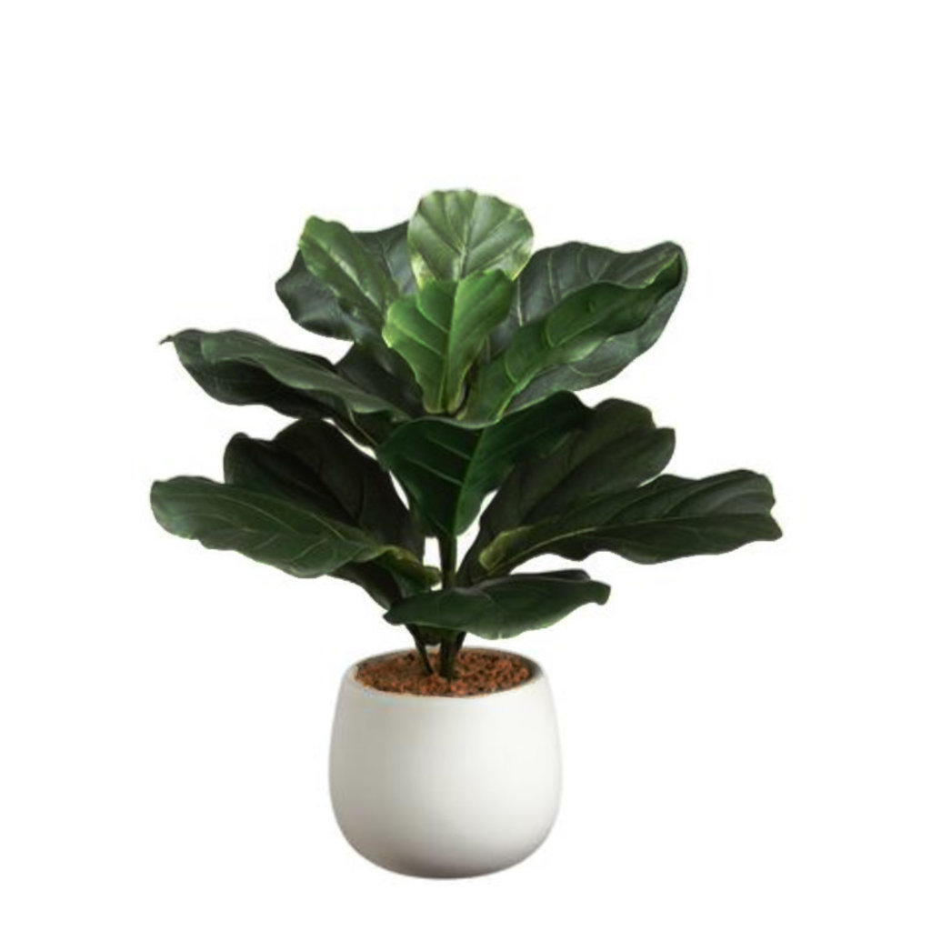 FIDDLE LEAF PLANT 15.75" POTTED