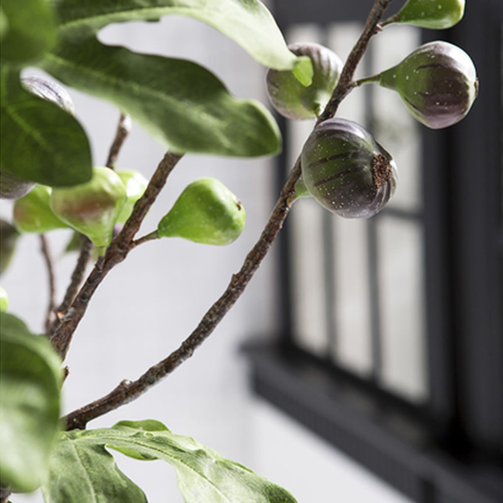 FIG BRANCHES 31" IN GLASS VESSEL