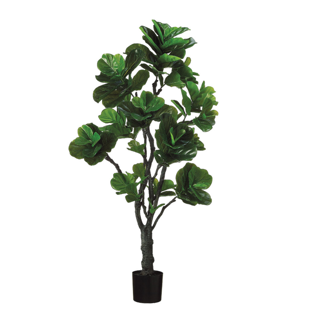 FIDDLE HEAD PLANT 72"