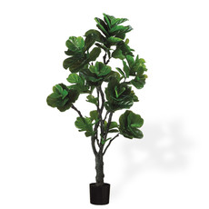 FIDDLE HEAD PLANT 72"