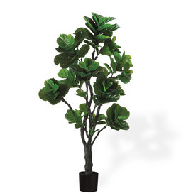 FIDDLE HEAD PLANT 72"