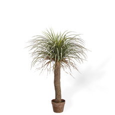 DESERT PALM TREE 38"