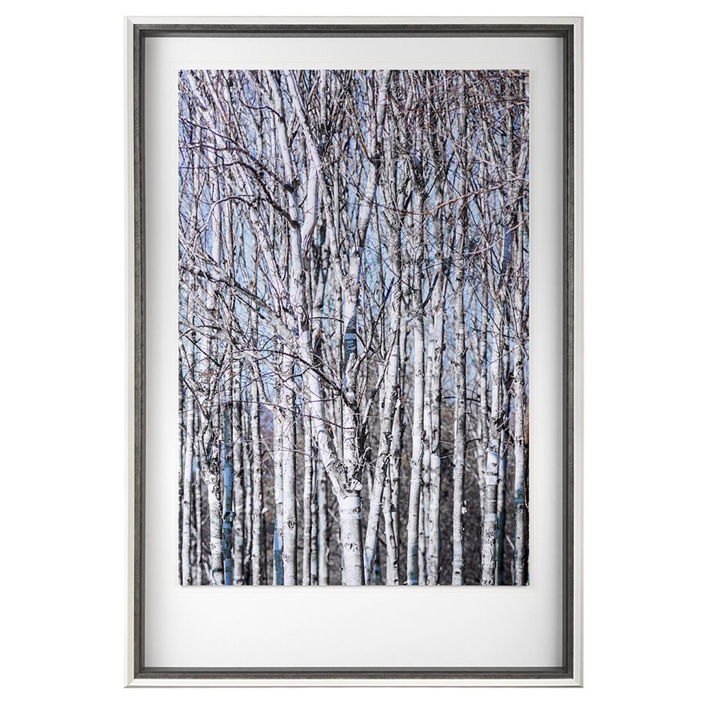 BIRCH THICKET II