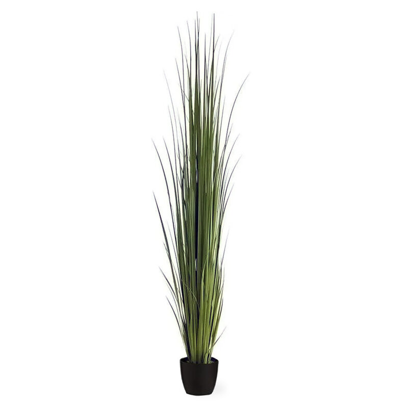 REED GRASS IN POT 86"
