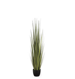 REED GRASS IN POT 60"