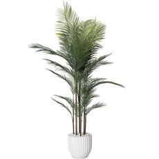 MADAGASCAR PALM TREE 72" POTTED WHITE