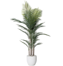 MADAGASCAR PALM TREE 72" POTTED WHITE