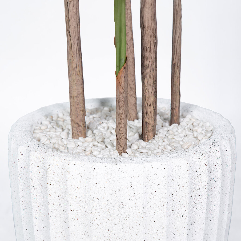 MADAGASCAR PALM TREE 72" POTTED WHITE