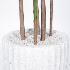 MADAGASCAR PALM TREE 72" POTTED WHITE