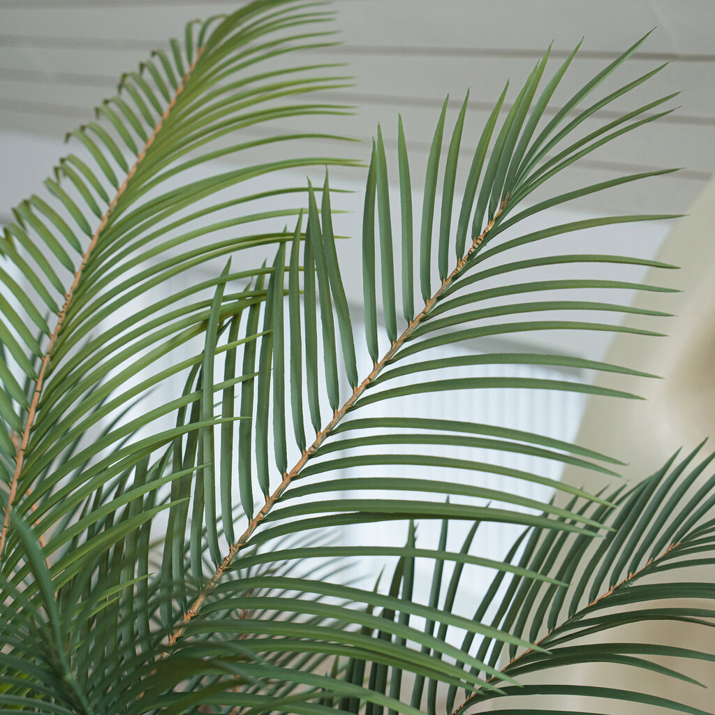 MADAGASCAR PALM TREE 72" POTTED WHITE