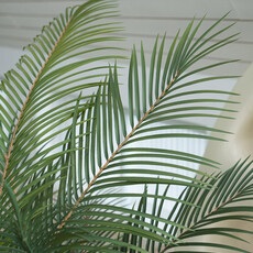 MADAGASCAR PALM TREE 72" POTTED WHITE