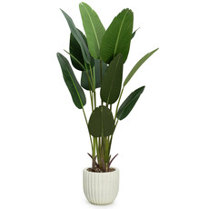 TRAVELLER'S PALM 72" POTTED BEIGE