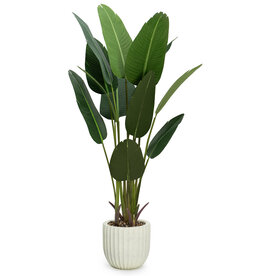 TRAVELLER'S PALM 72" POTTED BEIGE