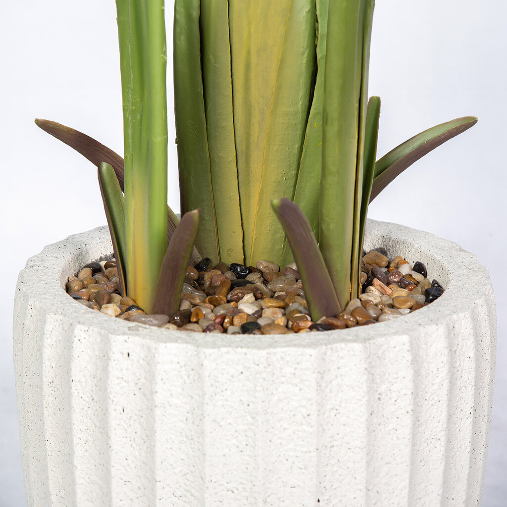 TRAVELLER'S PALM 72" POTTED BEIGE
