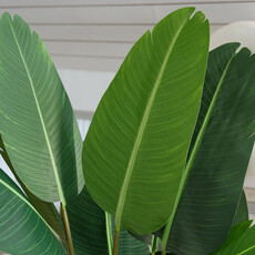TRAVELLER'S PALM 72" POTTED BEIGE