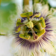 RAINFOREST PALMS - LINNEA Two Wick Candle