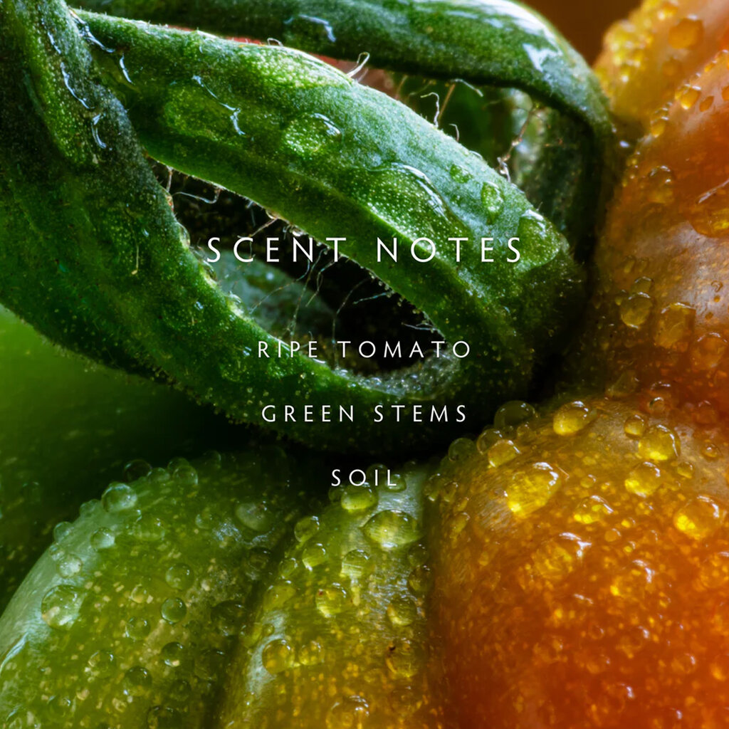 HEIRLOOM TOMATO - LINNEA Two Wick Candle