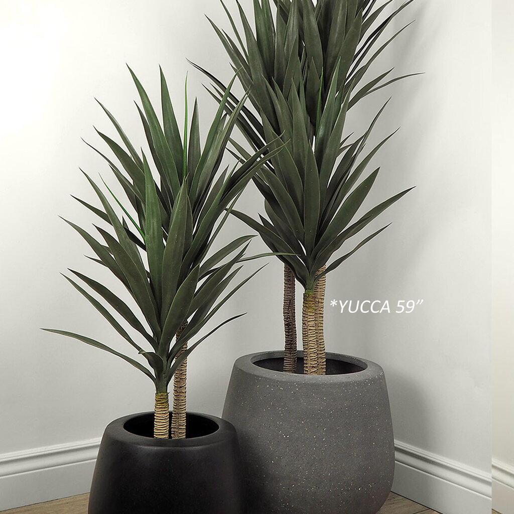 YUCCA 3-STEM  60"