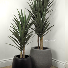 YUCCA 3-STEM  60"