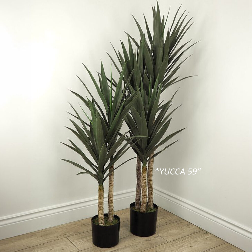 YUCCA 3-STEM  60"