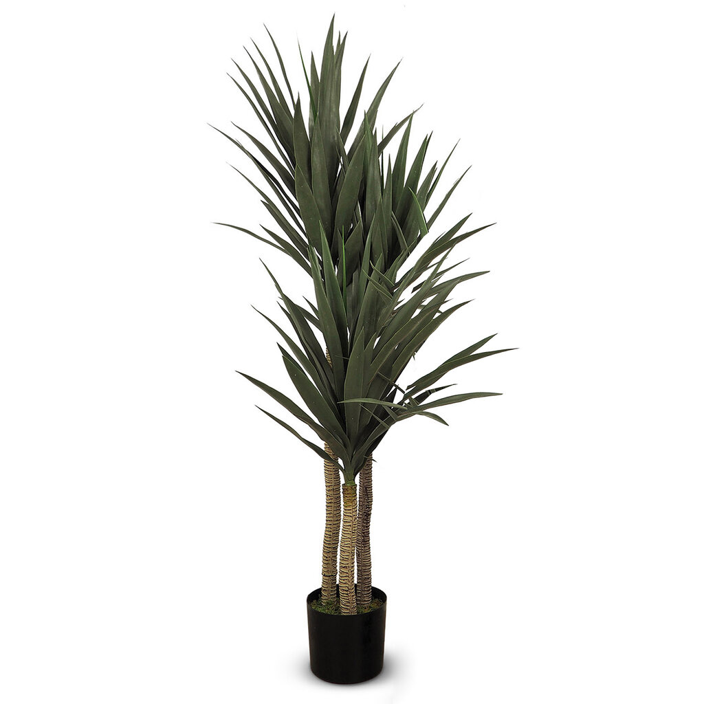 YUCCA 3-STEM  60"