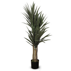 YUCCA 3-STEM  60"