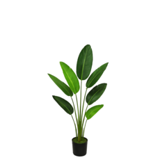 TRAVELLER'S PALM 47"