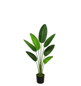 TRAVELLER'S PALM 47"