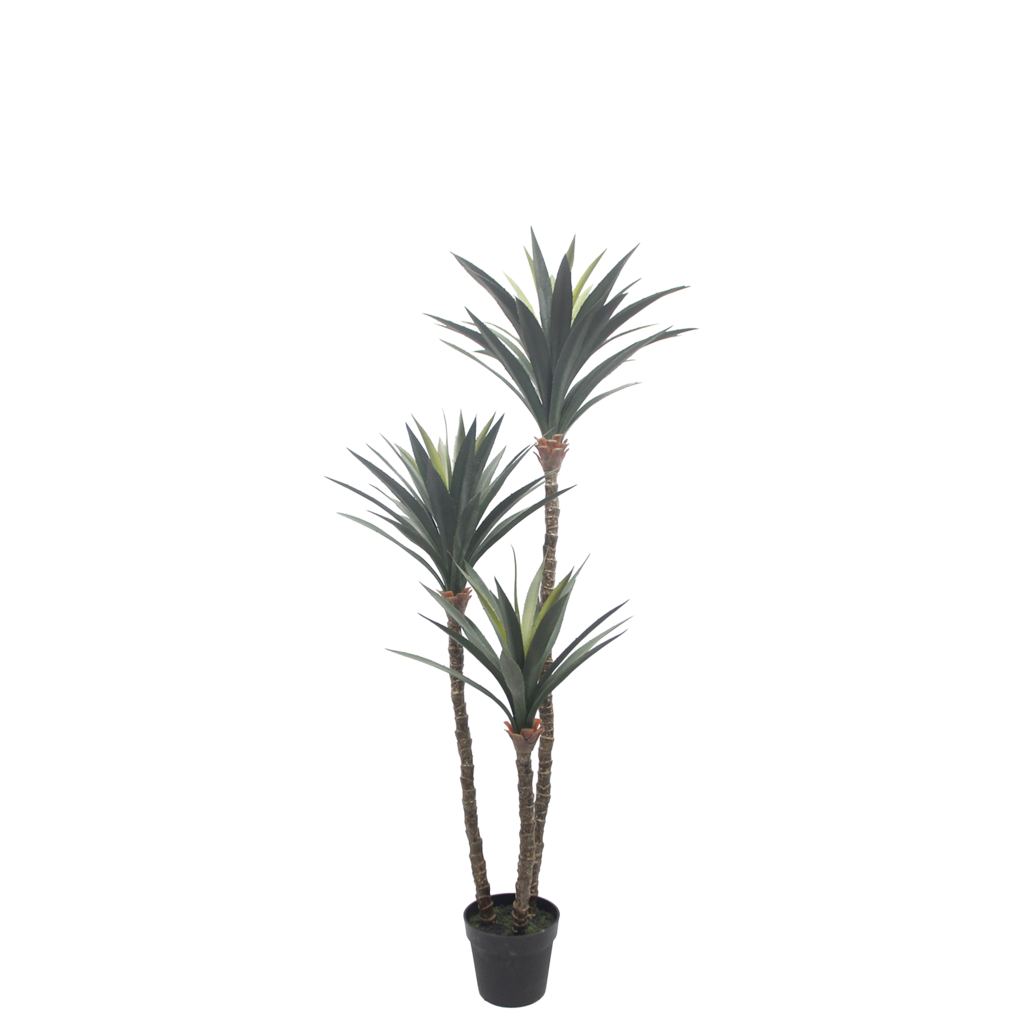 DRACAENA 60"