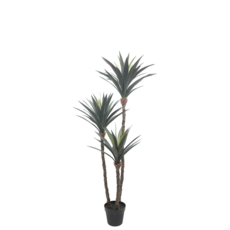 DRACAENA 60"
