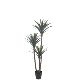 DRACAENA 60"