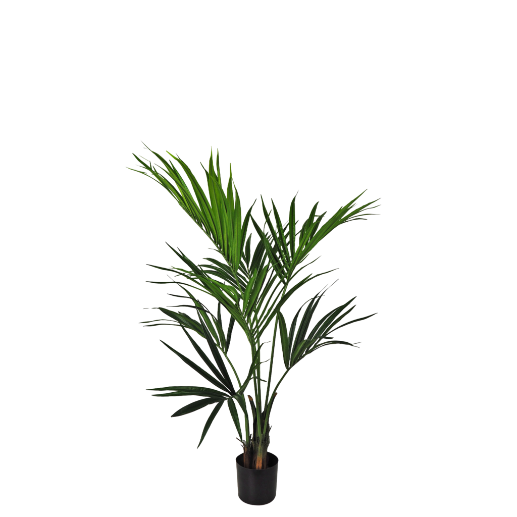 PALMIER KENTIA 48"