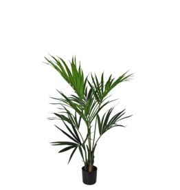 PALMIER KENTIA 48"