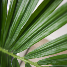 PALMIER KENTIA 48"