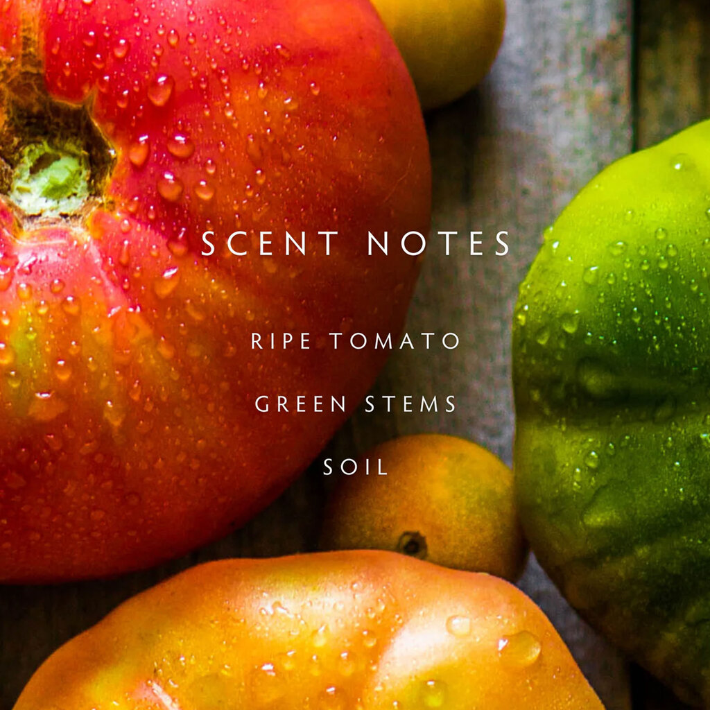 HEIRLOOM TOMATO - LINNEA Three Wick Candle