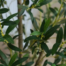 OLIVE PLANT 72" POTTED