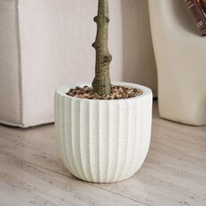 OLIVE PLANT 72" POTTED